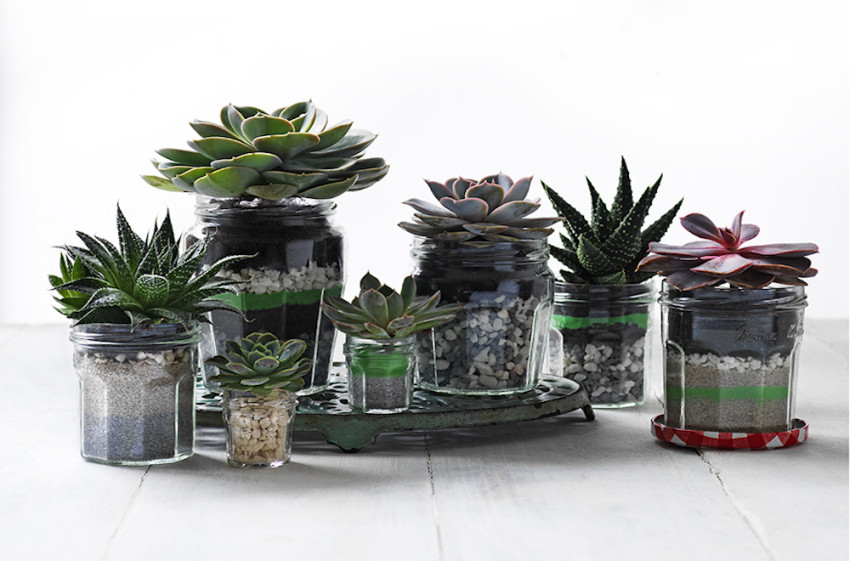 Succulents in Bonne Maman Jars
